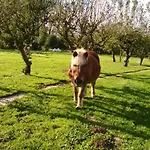 Murmure De Tilleul Alembon