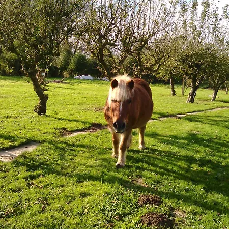 Murmure De Tilleul Alembon