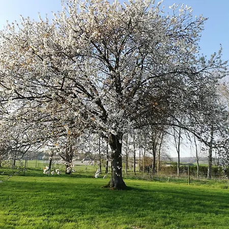 Murmure De Tilleul