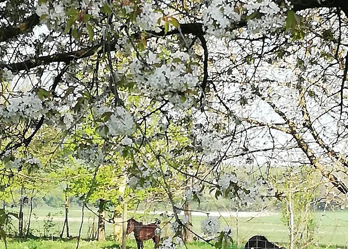 Murmure De Tilleul *