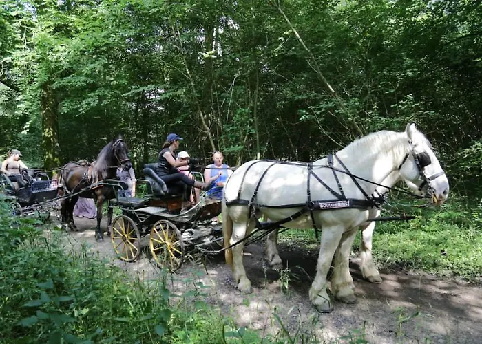 Murmure De Tilleul *